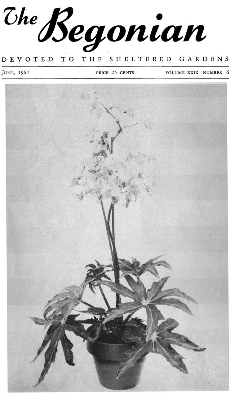 B. ‘Sunderbruchii’